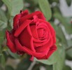 roses_du_9_mai_2011-3.jpg