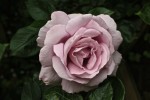 roses_jacques-01.jpg