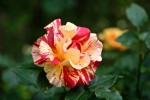 roses_jacques-03.jpg