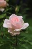 roses_jacques-04.jpg