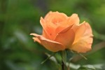 roses_jacques-05.jpg