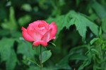 roses_jacques-10.jpg