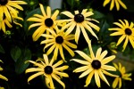 rudbeckia-1.jpg