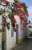 rue sous les fleurs.JPG