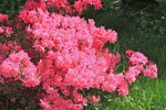 soeur_des_rhodo-1.jpg