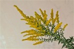 solidago1.jpg