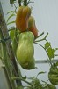 tomates-3.jpg