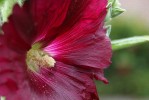 tremiere_27-06-09.JPG