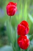 tulipe_-_1.jpg