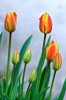 tulipes1.jpg