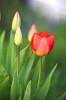 tulipes1~0.jpg