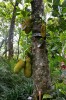 vegetation-01.jpg
