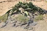 welwitschia_mirabilis1.jpg