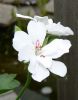 Nom du fichier=geranium bis.jpg
Taille du fichier=44Ko
Dimensions : 384x492
Ajouté le : 03 Juin 2006 geranium bis.jpg