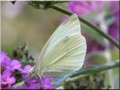 Nom du fichier=papillon.jpg
Taille du fichier=48Ko
Dimensions : 500x375
Ajouté le : 25 Août 2006 papillon.jpg