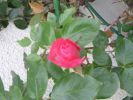 Nom du fichier=divers fleurs 0008.jpg
Taille du fichier=36Ko
Dimensions : 400x300
Ajouté le : 02 Décembre 2006 divers fleurs 0008.jpg