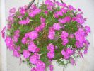 Nom du fichier=encore fleurs 009.jpg
Taille du fichier=62Ko
Dimensions : 450x338
Ajouté le : 08 Décembre 2006 encore fleurs 009.jpg
