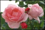 roserose.JPG