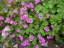 Nom du fichier=Oxalis.jpg
Taille du fichier=41Ko
Dimensions : 448x336
Ajouté le : 30 Octobre 2007 Oxalis.jpg