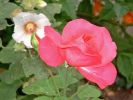 Nom du fichier=Clin-d_oeil-de-roses.jpg
Taille du fichier=12Ko
Dimensions : 512x384
Ajouté le : 28 Juillet 2007 Clin-d_oeil-de-roses.jpg