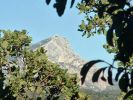 la montagne sainte Victoire.JPG