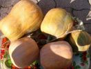 Nom du fichier=Courges massue.JPG
Taille du fichier=67Ko
Dimensions : 513x386
Ajouté le : 11 Octobre 2007 Courges massue.JPG