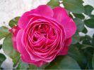 Nom du fichier=Rose Leonard de Vinci.JPG
Taille du fichier=90Ko
Dimensions : 702x526
Ajouté le : 28 Août 2007 Rose Leonard de Vinci.JPG