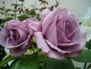 Nom du fichier=Rose Sissi.JPG
Taille du fichier=59Ko
Dimensions : 569x427
Ajouté le : 30 Août 2007 Rose Sissi.JPG