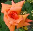 Rose orange.JPG