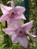 Nom du fichier=clematite hagley.jpg
Taille du fichier=97Ko
Dimensions : 480x640
Ajouté le : 25 Août 2007 clematite hagley.jpg