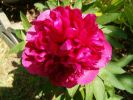 Nom du fichier=pivoine.jpg
Taille du fichier=96Ko
Dimensions : 684x513
Ajouté le : 28 Août 2007 pivoine.jpg