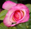 Nom du fichier=rose haendel.JPG
Taille du fichier=22Ko
Dimensions : 308x287
Ajouté le : 07 Août 2007 rose haendel.JPG