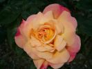 Nom du fichier=rose.JPG
Taille du fichier=47Ko
Dimensions : 566x425
Ajouté le : 30 Août 2007 rose.JPG