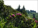 Abondance_rhodo_ferrugineux.jpg