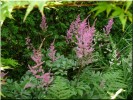 Astilbes01.JPG