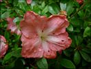 Azalea_japonica_frosted_orange_01.jpg