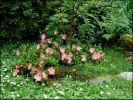 Azalea_japonica_frosted_orange_03.jpg