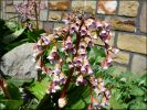 Bergenia.jpg