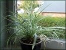 Chlorophytum_07_02.jpg