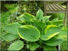 Hosta_0409.jpg