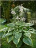 Hosta_0709.jpg