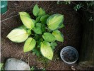 Hosta_200901.jpg