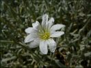 Jardin_cerastium_0801.jpg