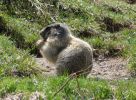 Marmottes_2004_04.jpg