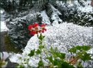 Nom du fichier=Neige0809_geraniums.jpg
Taille du fichier=92Ko
Dimensions : 520x381
Ajouté le : 22 Novembre 2008 Neige0809_geraniums.jpg