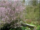 Nom du fichier=Prunus09_01.jpg
Taille du fichier=101Ko
Dimensions : 520x390
Ajouté le : 11 Avril 2009 Prunus09_01.jpg