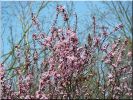 Nom du fichier=Prunus09_02.jpg
Taille du fichier=96Ko
Dimensions : 520x390
Ajouté le : 11 Avril 2009 Prunus09_02.jpg