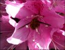 Nom du fichier=Rhodo_cheer_03.jpg
Taille du fichier=51Ko
Dimensions : 520x401
Ajouté le : 13 Avril 2008 Rhodo_cheer_03.jpg