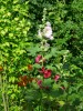 Nom du fichier=Rose_tremiere0714.JPG
Taille du fichier=293Ko
Dimensions : 600x800
Ajouté le : 22 Juillet 2014 Rose_tremiere0714.JPG