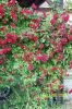 100_1223.JPG
